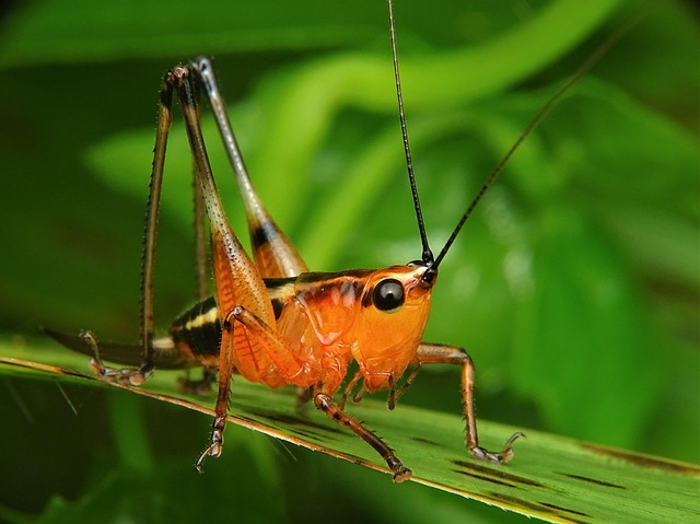 Free download grasshopper katydid locust praying free picture to be edited with GIMP free online image editor