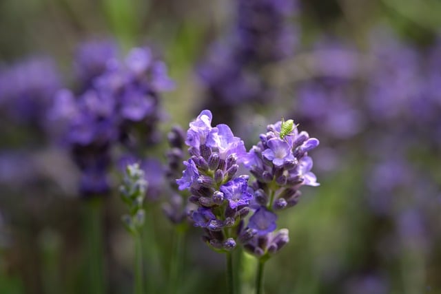 Free download grasshopper lavender entomology free picture to be edited with GIMP free online image editor