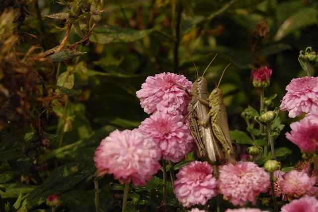 Kostenloser Download Grasshopper Mating Pink - kostenloses Foto oder Bild zur Bearbeitung mit GIMP Online-Bildbearbeitung