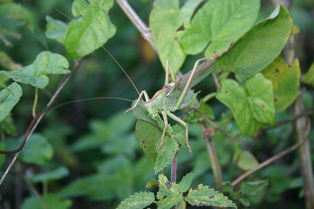 Descarga gratuita Grasshopper Nature: foto o imagen gratuita para editar con el editor de imágenes en línea GIMP