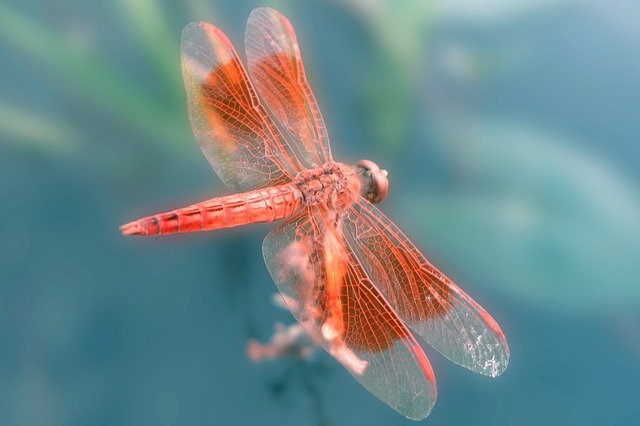 Téléchargement gratuit de Grasshopper Nature Insect - photo ou image gratuite à modifier avec l'éditeur d'images en ligne GIMP