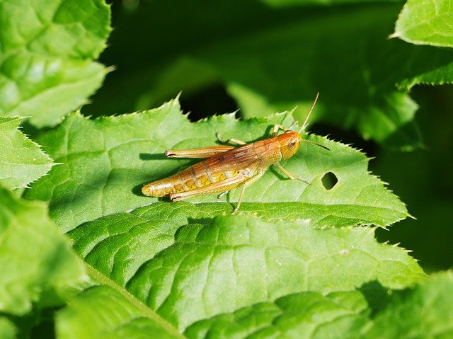 הורדה חינם Grasshopper Nature Insect Close - תמונה או תמונה בחינם לעריכה עם עורך התמונות המקוון GIMP
