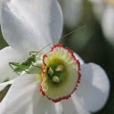 Grasshopper next to white flowers  screen for extension Chrome web store in OffiDocs Chromium Grasshopper next to white flowers  screen for extension Chrome web store in OffiDocs Chromium