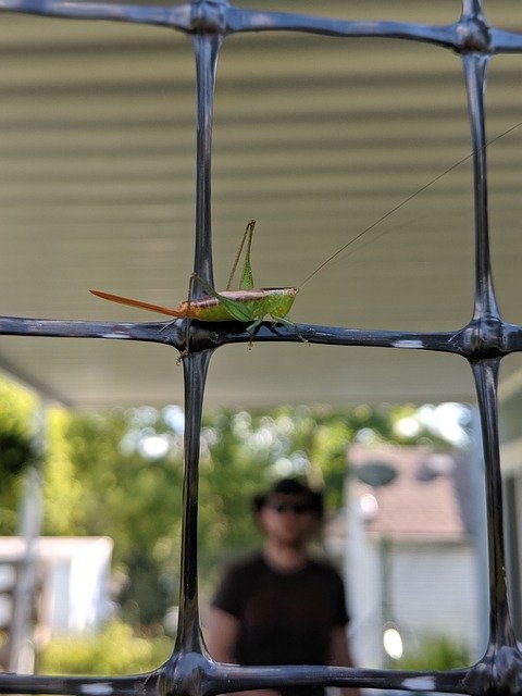 Free download Grasshopper Pest Bug -  free photo or picture to be edited with GIMP online image editor