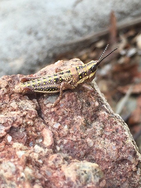 무료 다운로드 Grasshopper Rock Camouflage - 무료 사진 또는 GIMP 온라인 이미지 편집기로 편집할 수 있는 사진