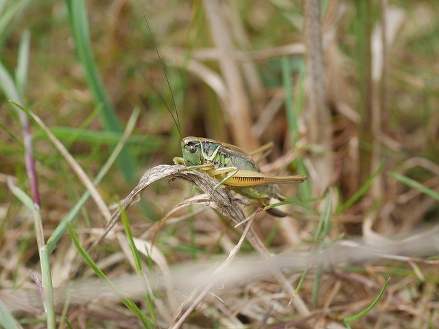 Free picture Grasshopper Viridissima Insect -  to be edited by GIMP free image editor by OffiDocs