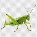 grasshopper wallpaper  screen for extension Chrome web store in OffiDocs Chromium