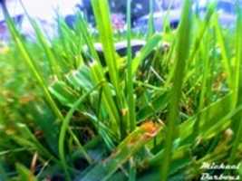Free download grass free photo or picture to be edited with GIMP online image editor