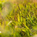 Grass in golden sunlight  screen for extension Chrome web store in OffiDocs Chromium