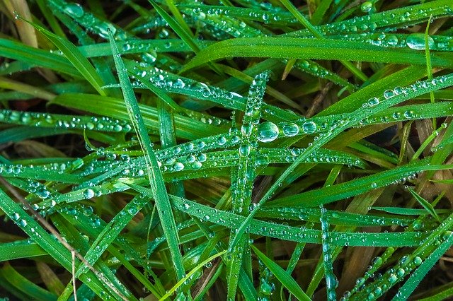 Free download Grass In The Morning Drops -  free photo or picture to be edited with GIMP online image editor