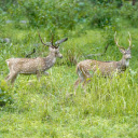 Grassland and deer  screen for extension Chrome web store in OffiDocs Chromium