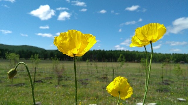 Download gratuito Grasslands Flower - foto o immagine gratuita da modificare con l'editor di immagini online di GIMP