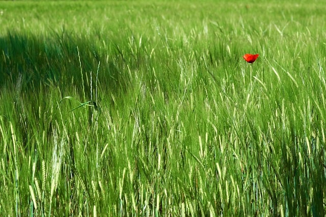 Free download grass lawn flower wheat poppy free picture to be edited with GIMP free online image editor