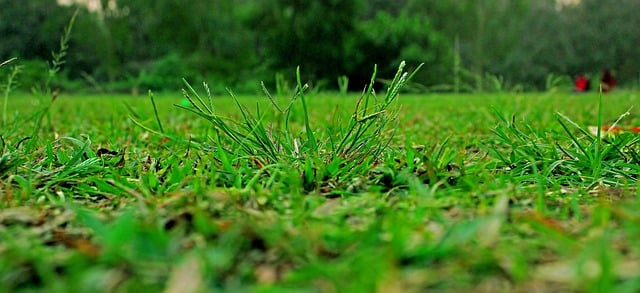 Gratis download gras gazon tuin park grond gratis foto om te bewerken met GIMP gratis online afbeeldingseditor