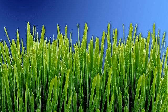 Template Photo Grass Meadow Green for OffiDocs