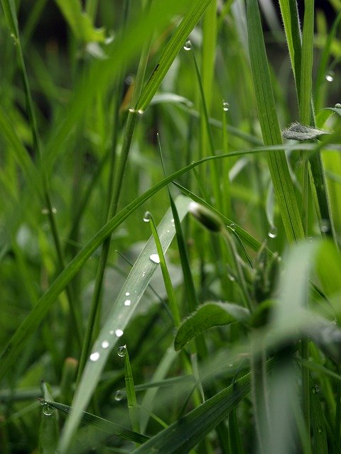 Template Photo Grass Meadow Nature -  for OffiDocs