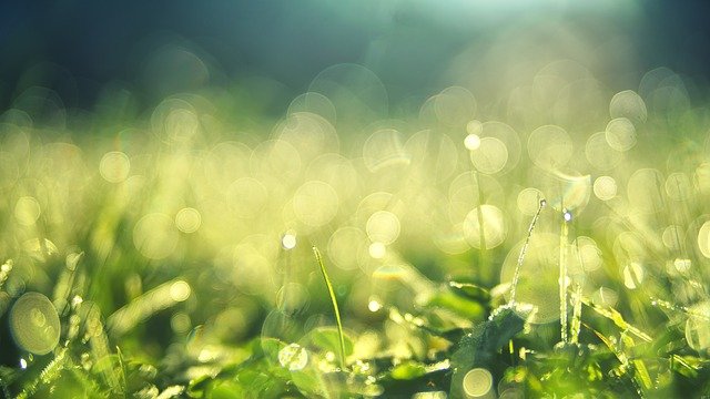 Free download grass morning dew bokeh green free picture to be edited with GIMP free online image editor