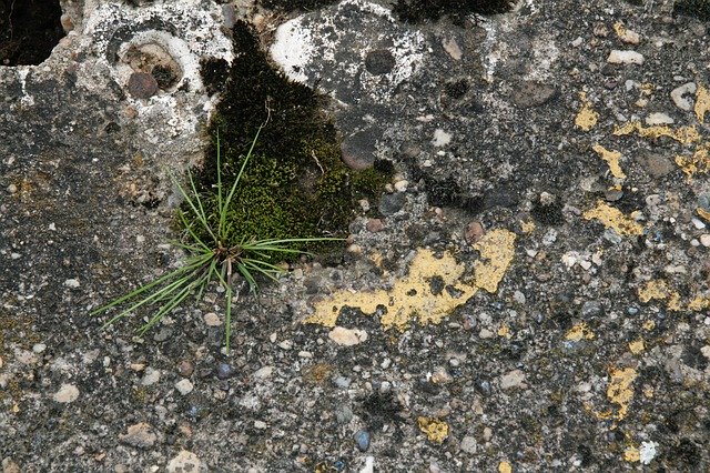 Descărcare gratuită Grass Moss Stones - fotografie sau imagini gratuite pentru a fi editate cu editorul de imagini online GIMP