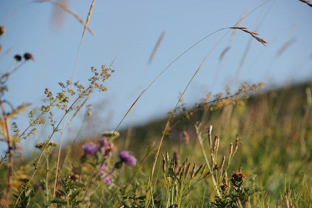 Free download Grass Nature -  free photo or picture to be edited with GIMP online image editor