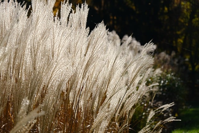 Free download grass nature autumn light flowers free picture to be edited with GIMP free online image editor