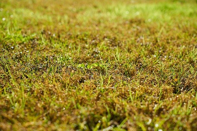 Bezpłatne pobieranie Grass Nature Chan - bezpłatne zdjęcie lub obraz do edycji za pomocą internetowego edytora obrazów GIMP