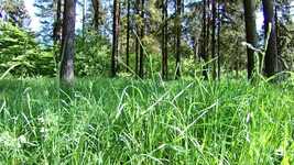 Free download Grass Nature Plants -  free video to be edited with OpenShot online video editor