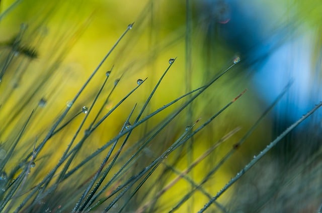 Free download grass nature plants droplets free picture to be edited with GIMP free online image editor
