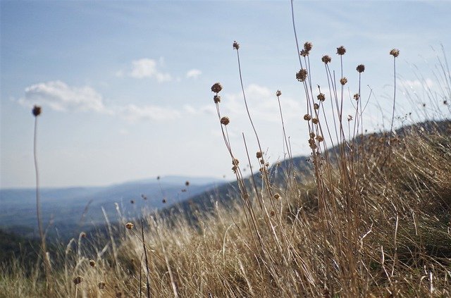 Descarga gratuita Grass Nature Sky - foto o imagen gratuita para editar con el editor de imágenes en línea GIMP