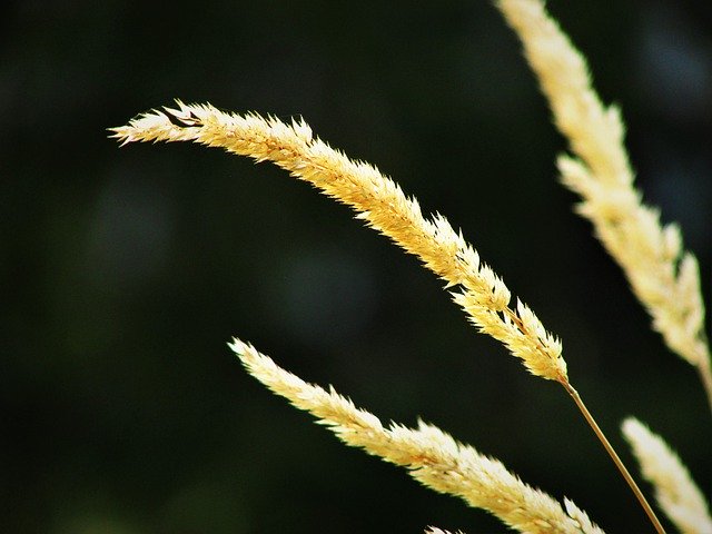 Безкоштовно завантажте Grass Nature Summer — безкоштовну фотографію чи зображення для редагування за допомогою онлайн-редактора зображень GIMP