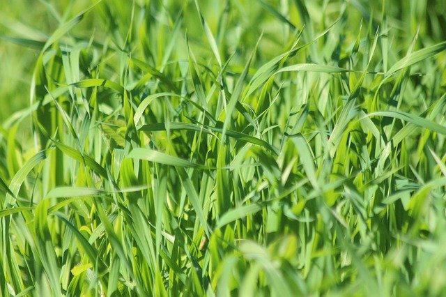Free download Grass Oats Green -  free photo or picture to be edited with GIMP online image editor