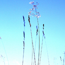 Grass on a Hill Theme  screen for extension Chrome web store in OffiDocs Chromium