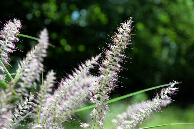 Descărcare gratuită Grass Ornamental Tall - fotografie sau imagini gratuite pentru a fi editate cu editorul de imagini online GIMP