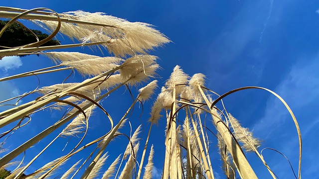 Free download grass pampas grass nature free picture to be edited with GIMP free online image editor