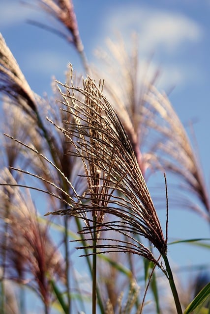 Free download grass pampas grass ornamental grass free picture to be edited with GIMP free online image editor