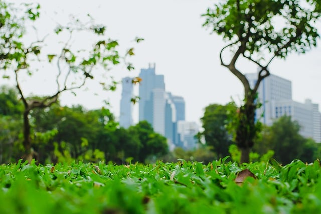 GIMPで編集できる芝生公園都市の背景無料画像を無料でダウンロード無料オンライン画像エディター