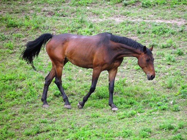 ດາວ​ໂຫຼດ​ຟຣີ Grass Pasture Baio - ຮູບ​ພາບ​ຟຣີ​ຫຼື​ຮູບ​ພາບ​ທີ່​ຈະ​ໄດ້​ຮັບ​ການ​ແກ້​ໄຂ​ກັບ GIMP ອອນ​ໄລ​ນ​໌​ບັນ​ນາ​ທິ​ການ​ຮູບ​ພາບ​