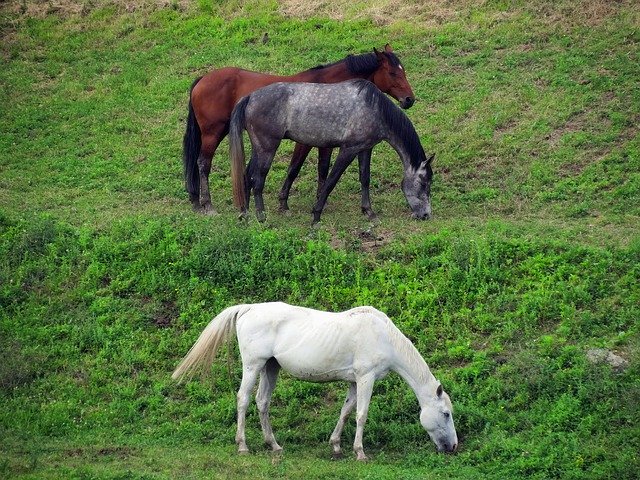 草の牧草地の馬を無料ダウンロード - GIMP オンライン画像エディターで編集できる無料の写真または画像