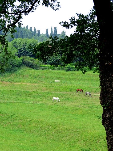 Free picture Grass Pasture Prato -  to be edited by GIMP free image editor by OffiDocs