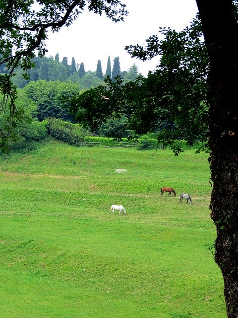 Free download Grass Pasture Prato -  free photo or picture to be edited with GIMP online image editor