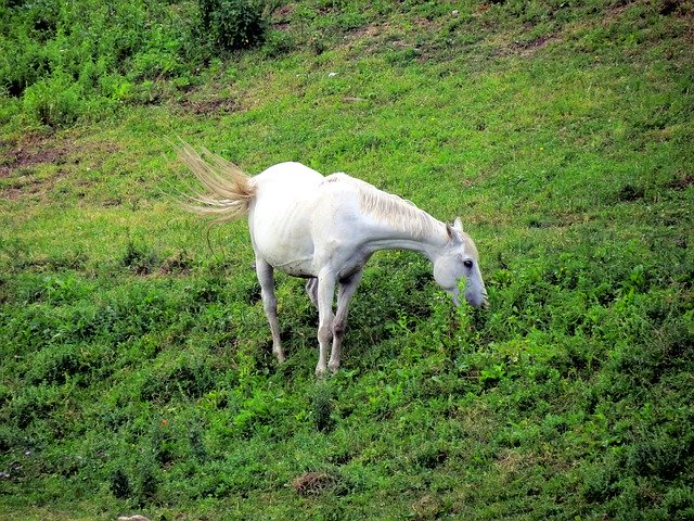 Free download Grass Pasture White -  free photo or picture to be edited with GIMP online image editor