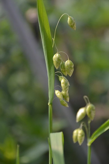 Free download Grass Plant -  free photo or picture to be edited with GIMP online image editor