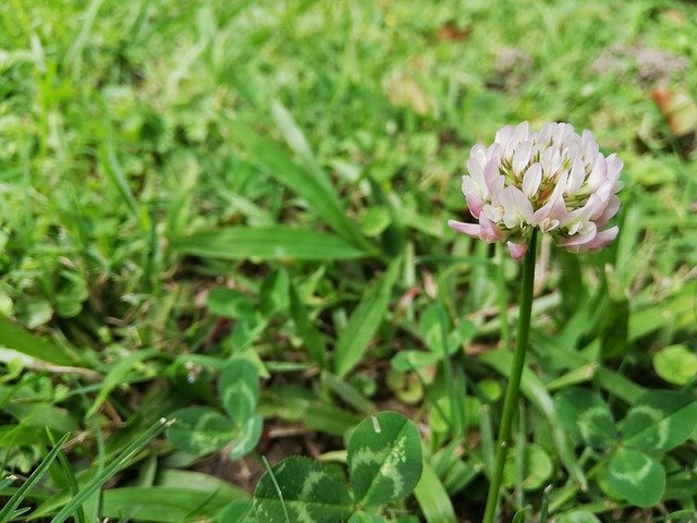 Gratis download Grass Plant Flower - gratis foto of afbeelding om te bewerken met GIMP online afbeeldingseditor