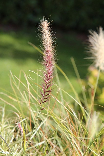 Free download Grass Plant Herb -  free photo or picture to be edited with GIMP online image editor