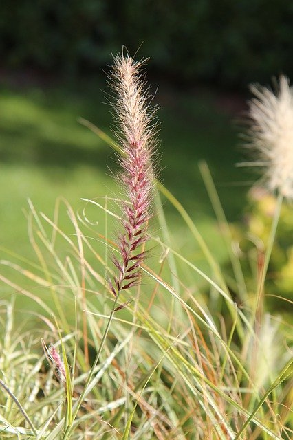 Download grátis Grass Plant Herb - foto ou imagem gratuita para ser editada com o editor de imagens online do GIMP