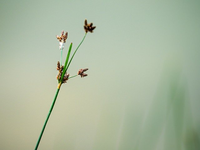 Free download Grass Plant Nature -  free photo or picture to be edited with GIMP online image editor