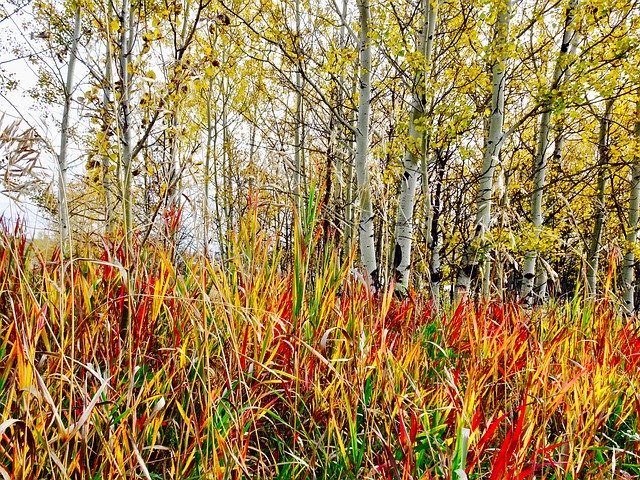 Grass Plant Red'i ücretsiz indirin - GIMP çevrimiçi resim düzenleyiciyle düzenlenecek ücretsiz fotoğraf veya resim