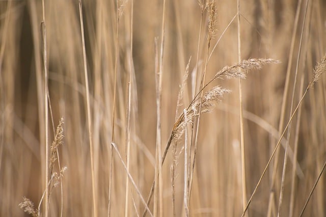Free download grass plants dry meadow field free picture to be edited with GIMP free online image editor