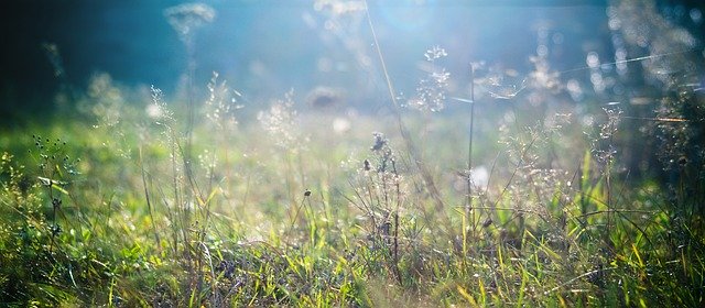 免费下载 Grass Plants Flora - 可使用 GIMP 在线图像编辑器编辑的免费照片或图片