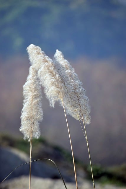 Free download grass plants fluffy flora meadow free picture to be edited with GIMP free online image editor