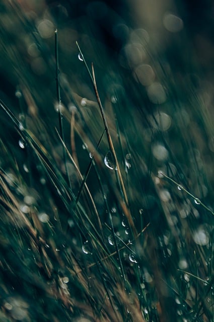 Free download grass plants green meadow nature free picture to be edited with GIMP free online image editor